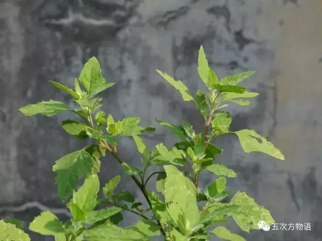 苋菜又叫什么菜长寿菜,灰菜和藜菜