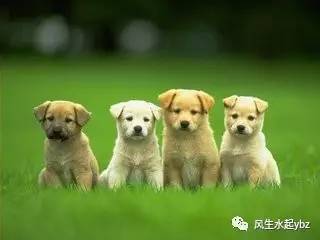 樊哙是不是绝后了,樊哙为什么杀狗不杀猪呢