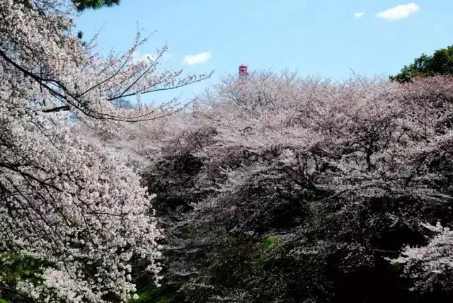 名古屋鳗鱼饭菜单三人套餐,名古屋美食旅游攻略