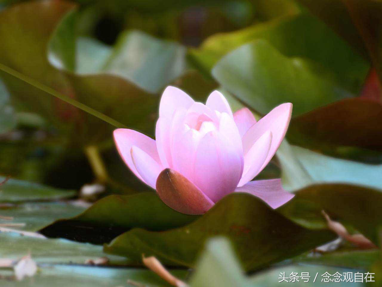 耶输陀罗与悉达多太子同床异梦，其中到底有何玄机？