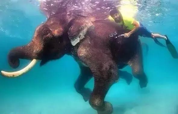 最帅迪拜王子哈曼丹,哈曼丹和威廉王子