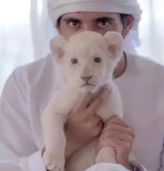 最帅迪拜王子哈曼丹,哈曼丹和威廉王子