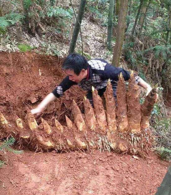 白里透红与众不同,白里透红与众不同视频