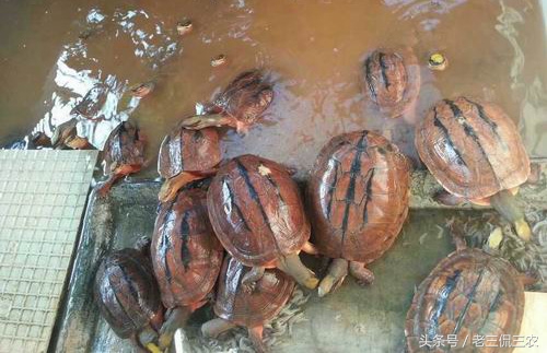 农村致富之路有哪些,农村发家致富的道路有哪些