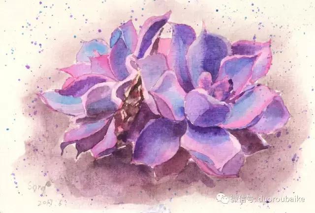 多肉手绘作品,寻找最美中国人绘画