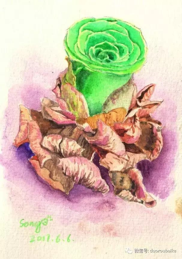 多肉手绘作品,寻找最美中国人绘画