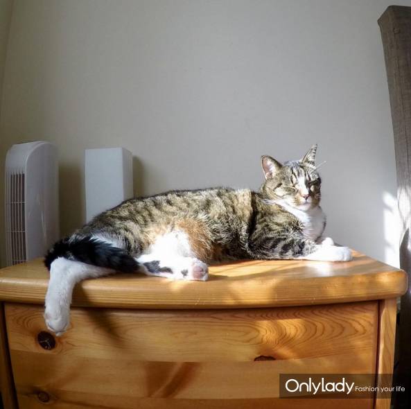 这个网红靠滑板征服全人类？咳咳是时候承认活得不如猫了