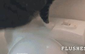 这个网红靠滑板征服全人类？咳咳是时候承认活得不如猫了