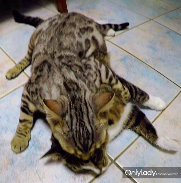 这个网红靠滑板征服全人类？咳咳是时候承认活得不如猫了