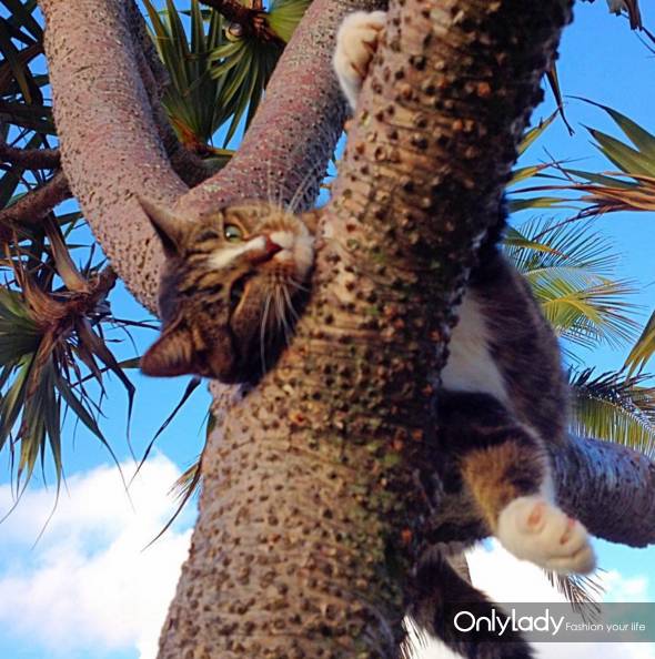 这个网红靠滑板征服全人类？咳咳是时候承认活得不如猫了