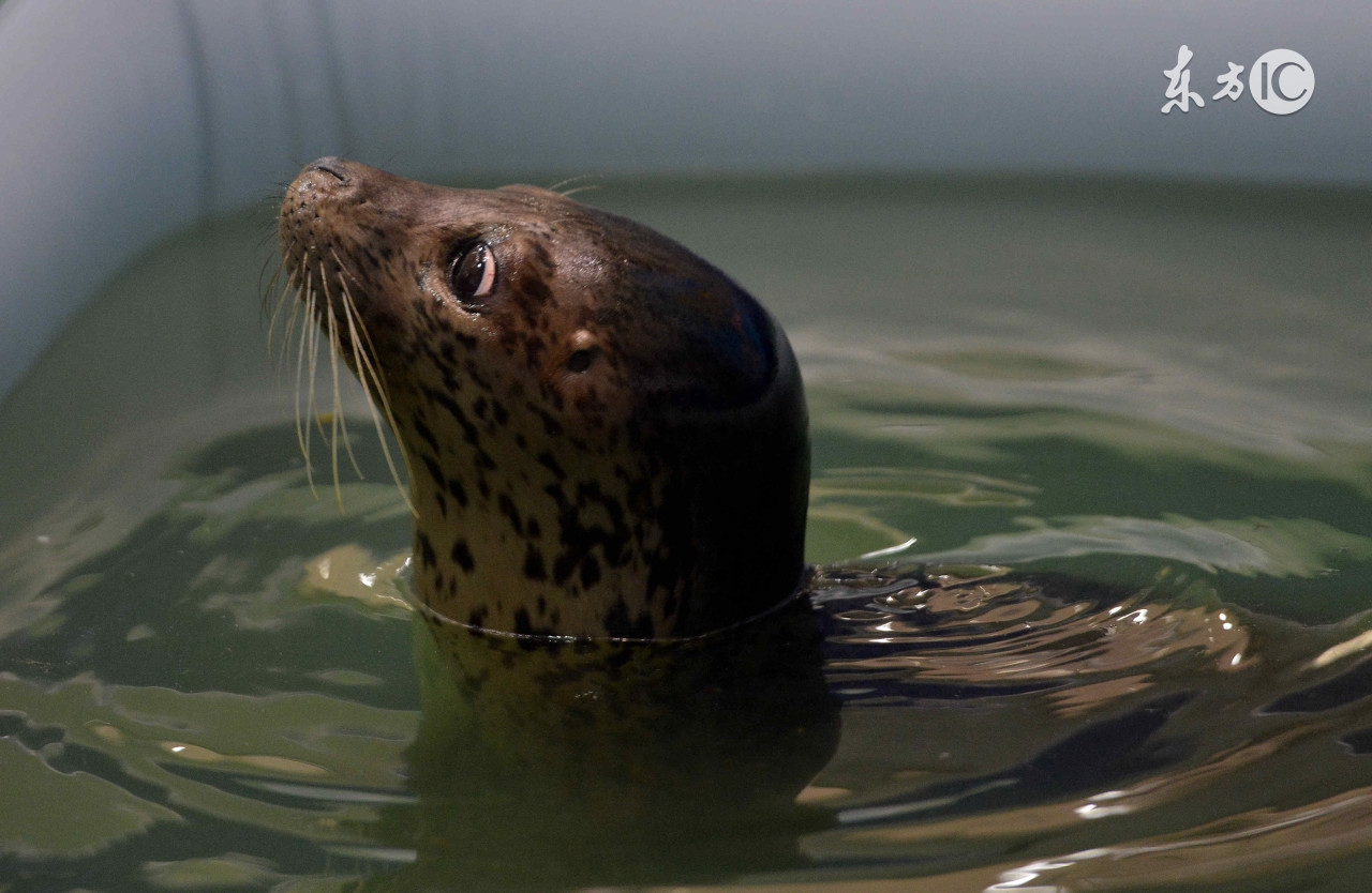 你不知道扎辫子的女生有多好看,你不知道扎马尾辫的女孩有多好看