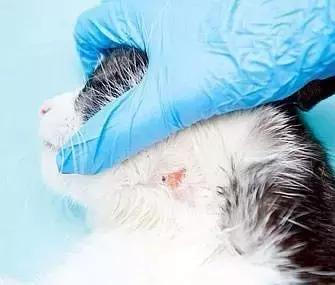 梅雨季猫癣症状,天气连续潮湿猫癣高发期