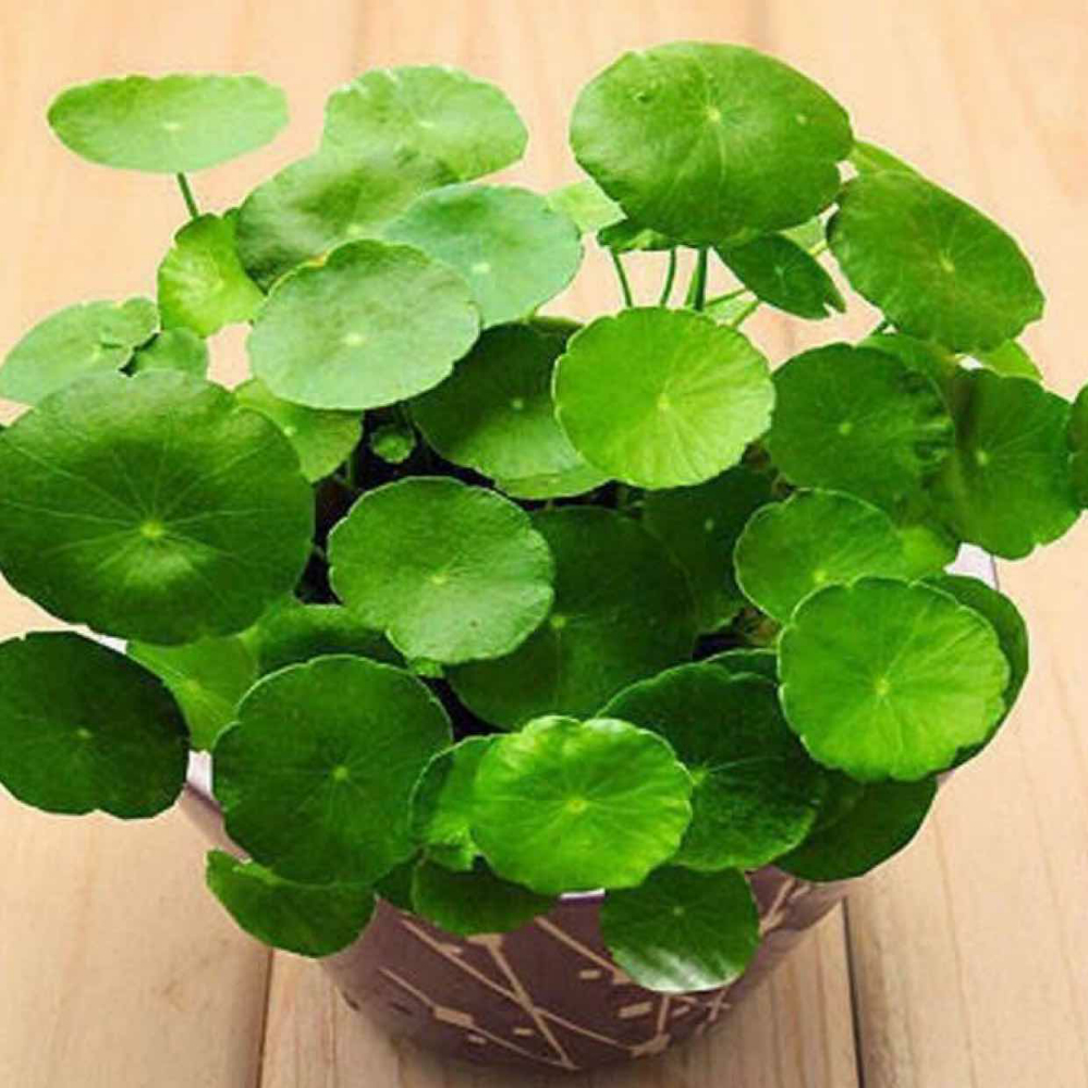 祖传秘方治结石,祖传秘方治疗结石抖音