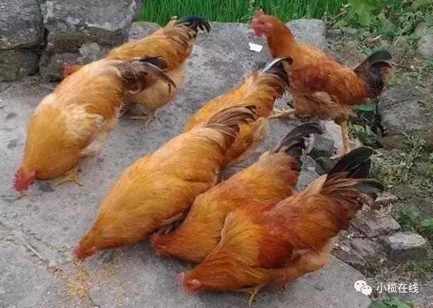 牛鞭猪肚鸡火锅,中山鸡子火锅