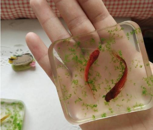 小小的金鱼死了怎么才能救活,彩色的金鱼死了还可以救活吗