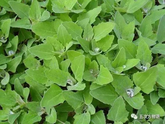 苋菜又叫什么菜长寿菜,灰菜和藜菜