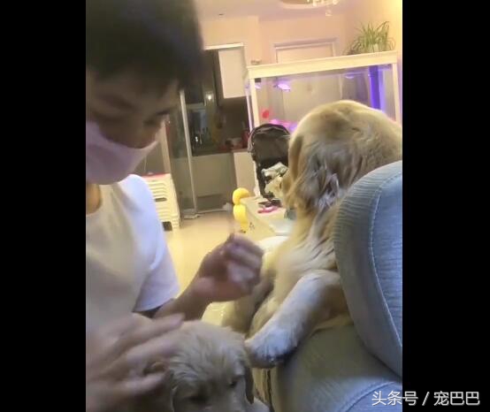 狗狗主人拿针扎狗狗后续,主人用针扎金毛