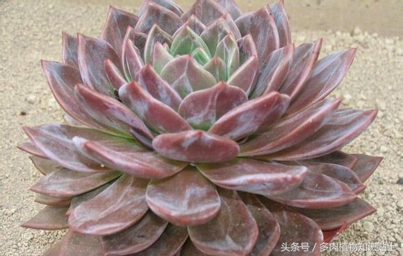 多肉杂交的培育方法,培育多肉