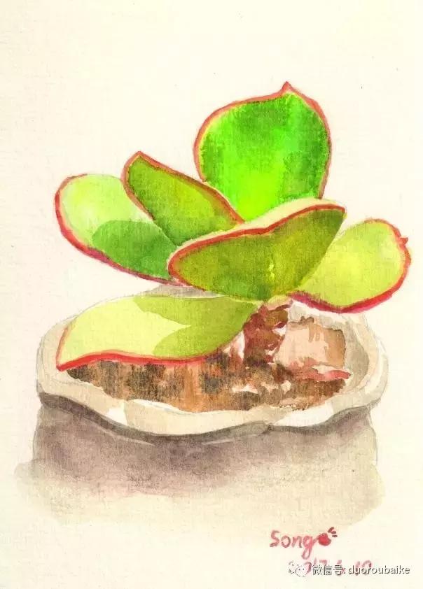 多肉手绘作品,寻找最美中国人绘画