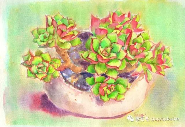 多肉手绘作品,寻找最美中国人绘画