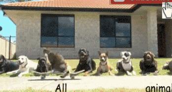 这个网红靠滑板征服全人类？咳咳是时候承认活得不如猫了