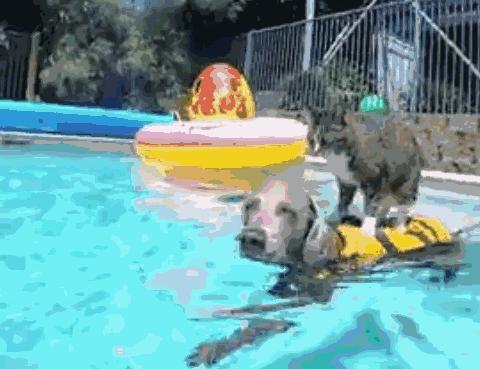 这个网红靠滑板征服全人类？咳咳是时候承认活得不如猫了