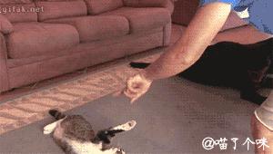 这个网红靠滑板征服全人类？咳咳是时候承认活得不如猫了