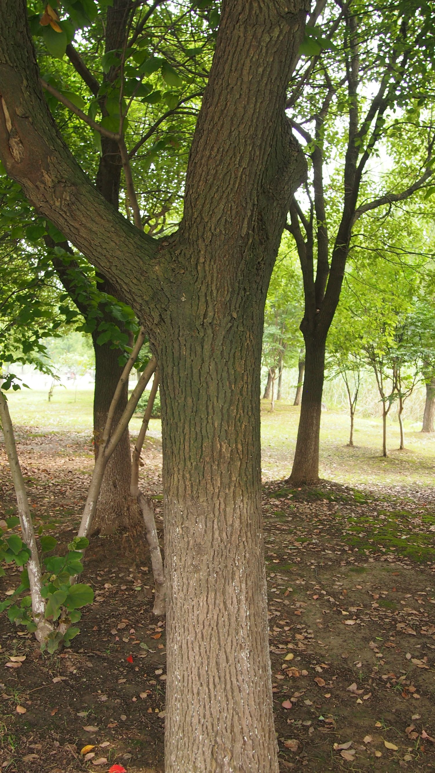 樟脑香气扑鼻,樟字名字意义