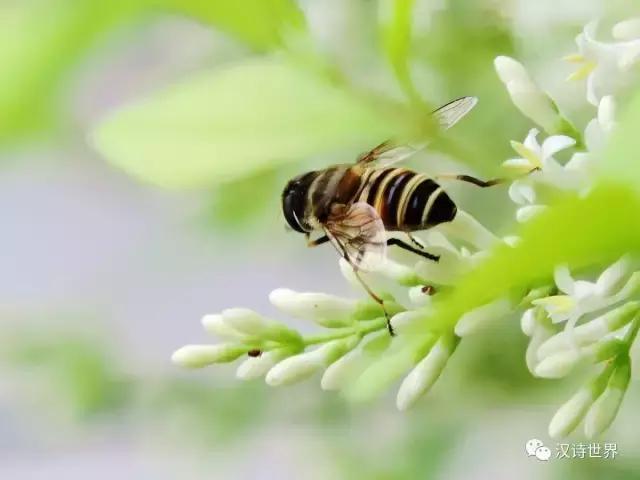 海之韵诗词,海之韵钢琴曲