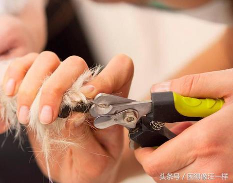 狗狗爪爪的杂毛要不要清理,怎么护理狗狗的爪爪