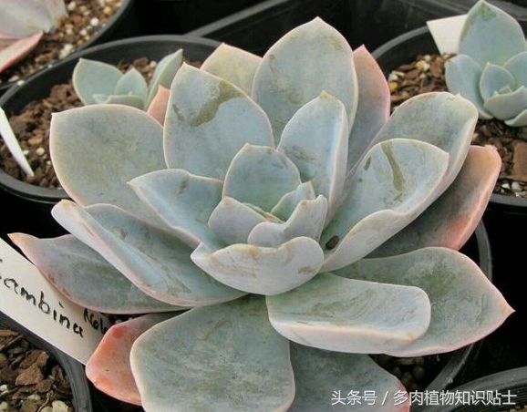 多肉杂交的培育方法,培育多肉