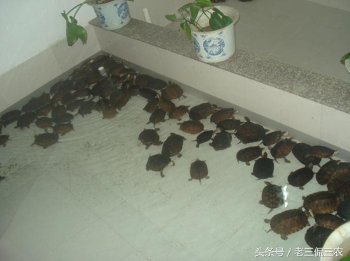 农村致富之路有哪些,农村发家致富的道路有哪些