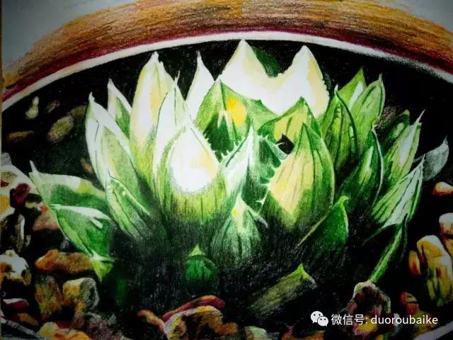 多肉手绘作品,寻找最美中国人绘画