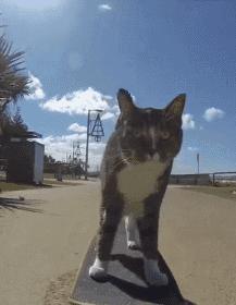 这个网红靠滑板征服全人类？咳咳是时候承认活得不如猫了