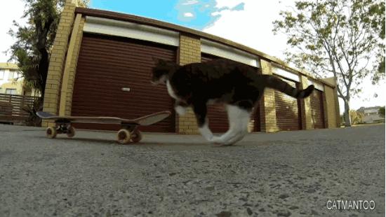 这个网红靠滑板征服全人类？咳咳是时候承认活得不如猫了