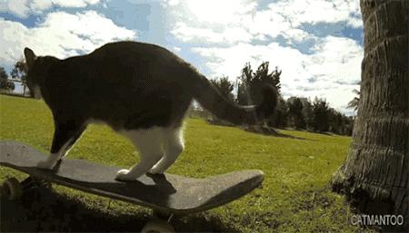 这个网红靠滑板征服全人类？咳咳是时候承认活得不如猫了