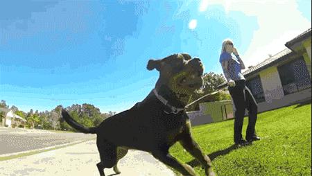 这个网红靠滑板征服全人类？咳咳是时候承认活得不如猫了