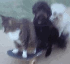 这个网红靠滑板征服全人类？咳咳是时候承认活得不如猫了