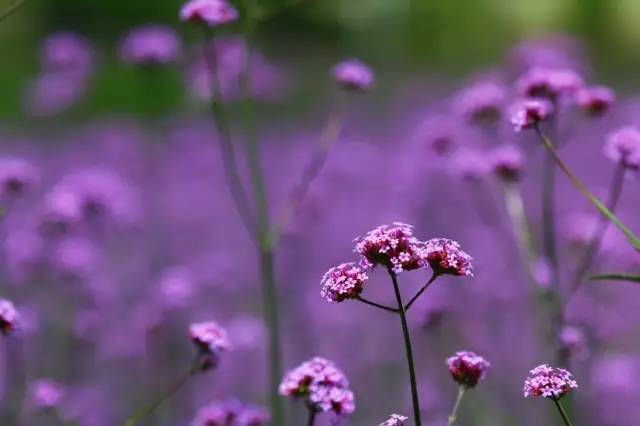 推荐秦岭避暑好去处,秦岭中的避暑胜地