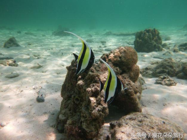 普吉岛深潜深度解析,普吉岛浮潜和深潜有什么区别