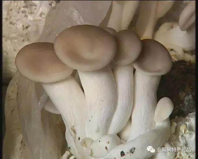 食用菌系列介绍,无添加7款菌菇