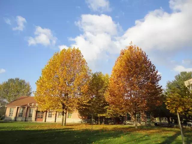 青岛农业大学海都学院专升本在哪,专升本青岛农业大学海都园艺专业