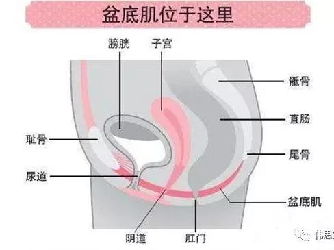剖宫产到底要不要做盆底康复？