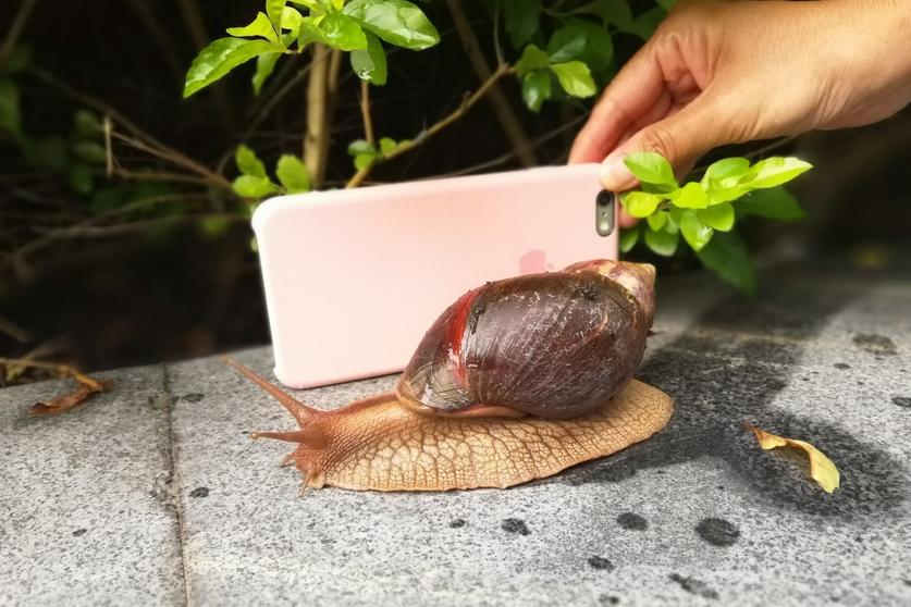 路上出现的大蜗牛,外来物种入侵非洲大蜗牛