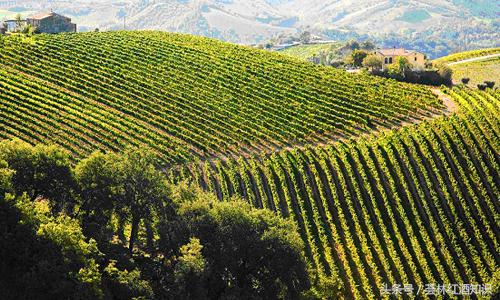 莫斯卡纳风干葡萄酒,加州起源莫斯卡托甜白葡萄酒