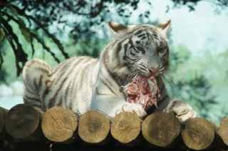 属虎的五月有什么大事,属虎的今日大事