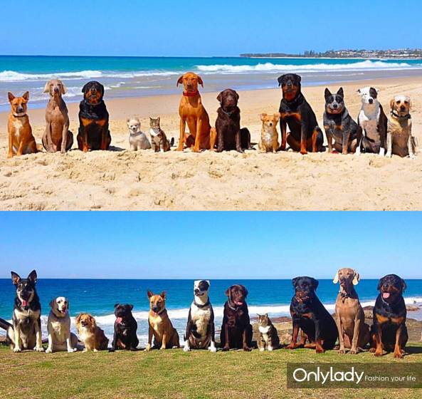 这个网红靠滑板征服全人类？咳咳是时候承认活得不如猫了