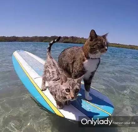 这个网红靠滑板征服全人类？咳咳是时候承认活得不如猫了