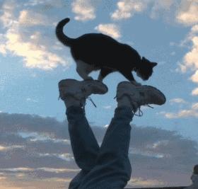 这个网红靠滑板征服全人类？咳咳是时候承认活得不如猫了