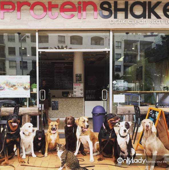 这个网红靠滑板征服全人类？咳咳是时候承认活得不如猫了